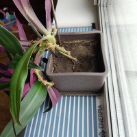 Інфрачервона нагрівальна плівка для підігріву квітів та розсади 25x100 см.